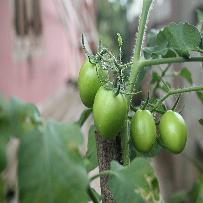 Green Rahibe Domates Tohumu (15 tohum)