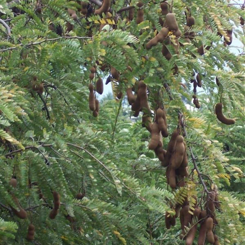 Tüplü Tamarind Demirhindi Fidanı (Hint Hurması)