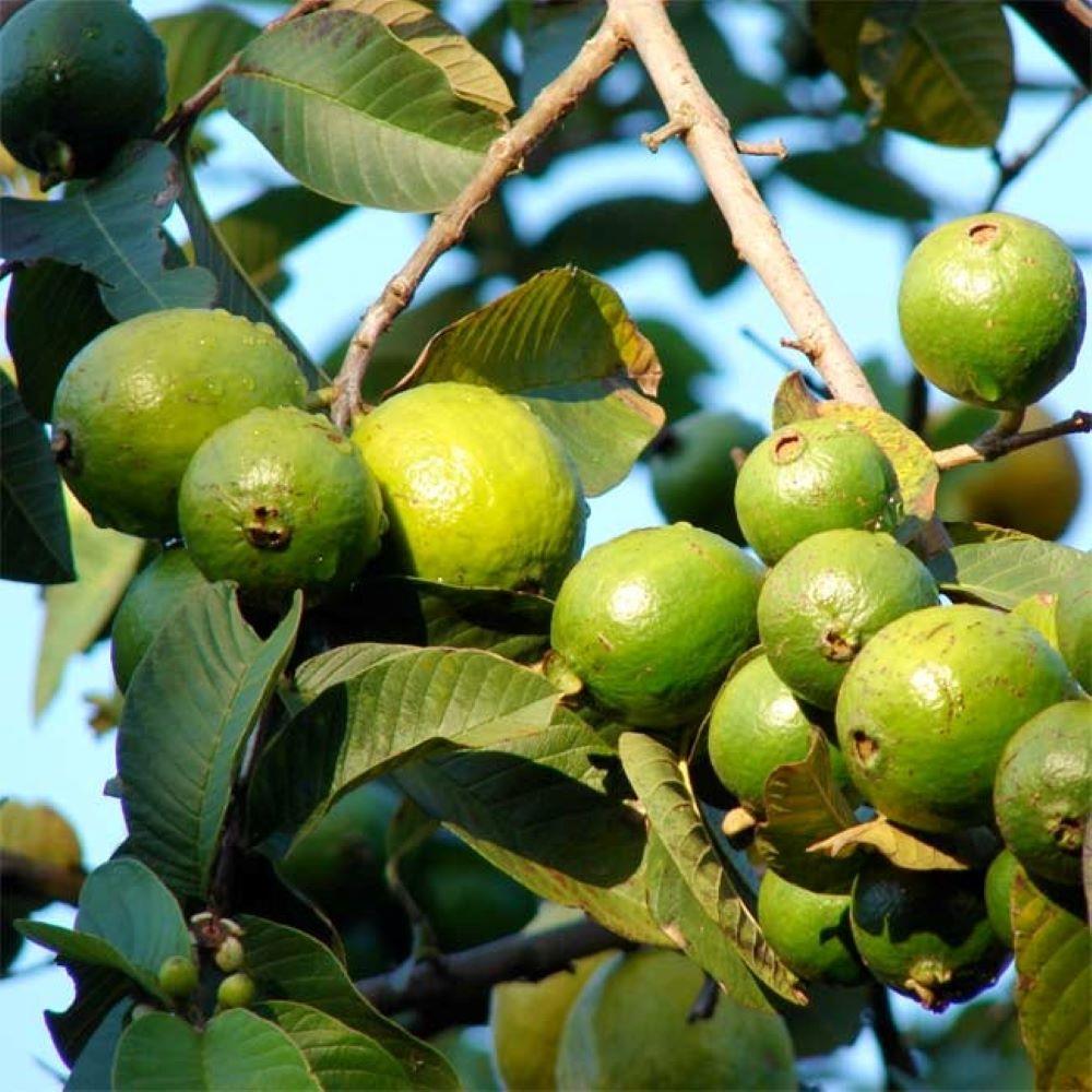 Saksıda Büyük Boy Guava Fidanı (Meyve verir durumda)