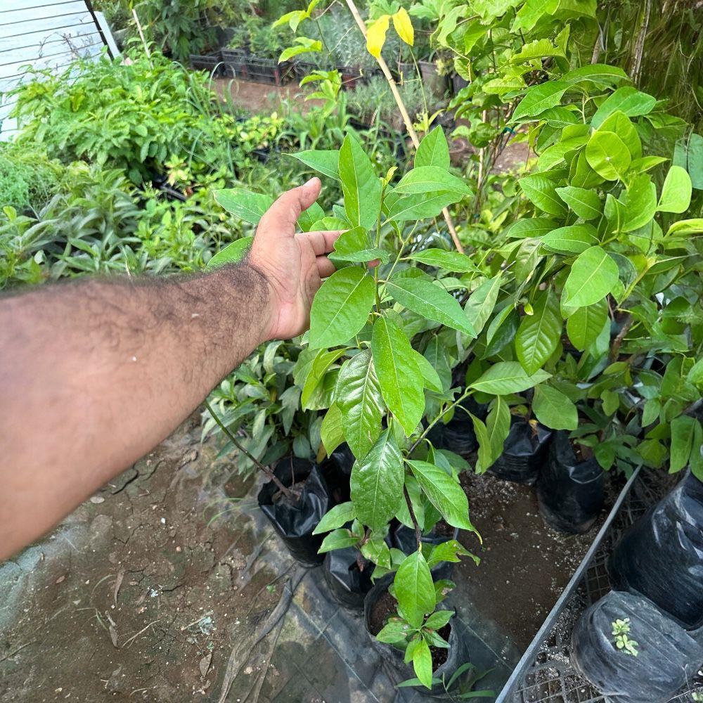 Tüplü Black Sapote (Çikolata Meyvesi) Fidanı