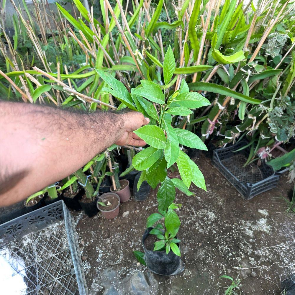 Tüplü Black Sapote (Çikolata Meyvesi) Fidanı