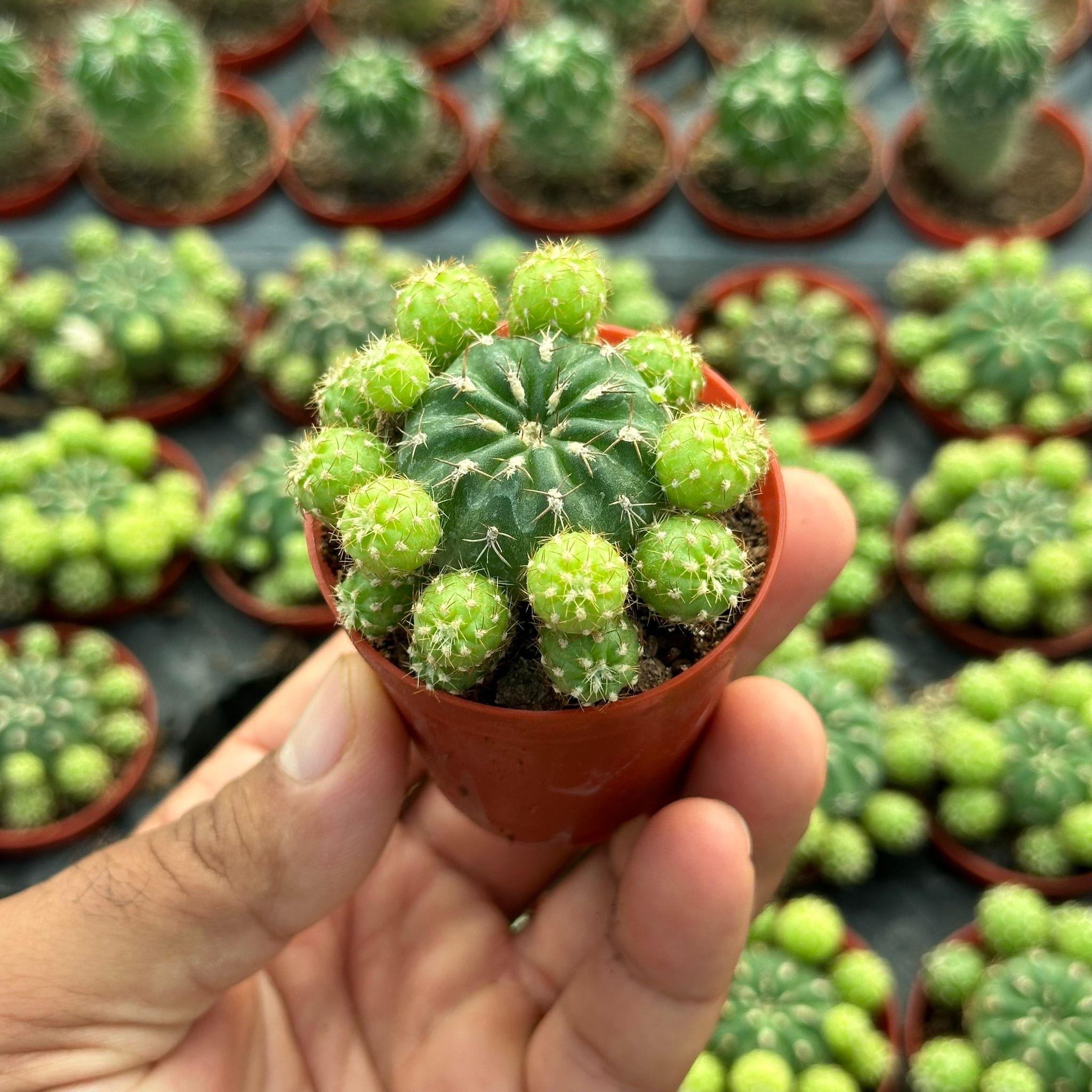 Çiçek Açan Tür, Bol Yavrulu Matucana Polzii Kaktüsü (5.5cm Saksıda Gönderilir)