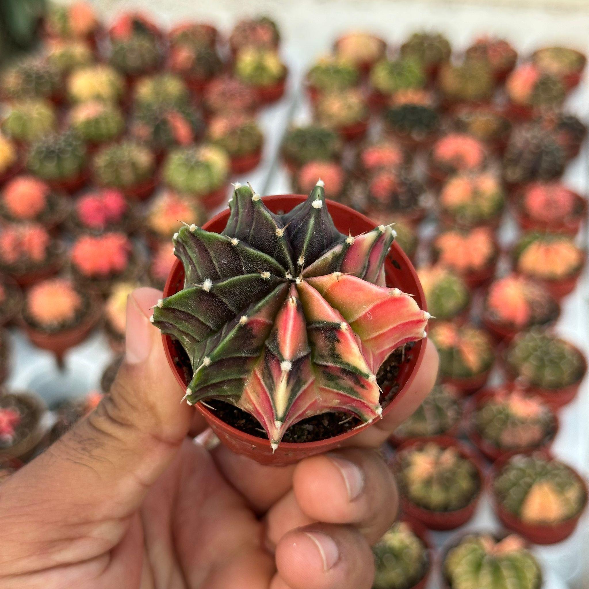 5.5 lik Saksıda Gymno Gymnocalycium M.variegata  Kaktüsü (Black Pearl)