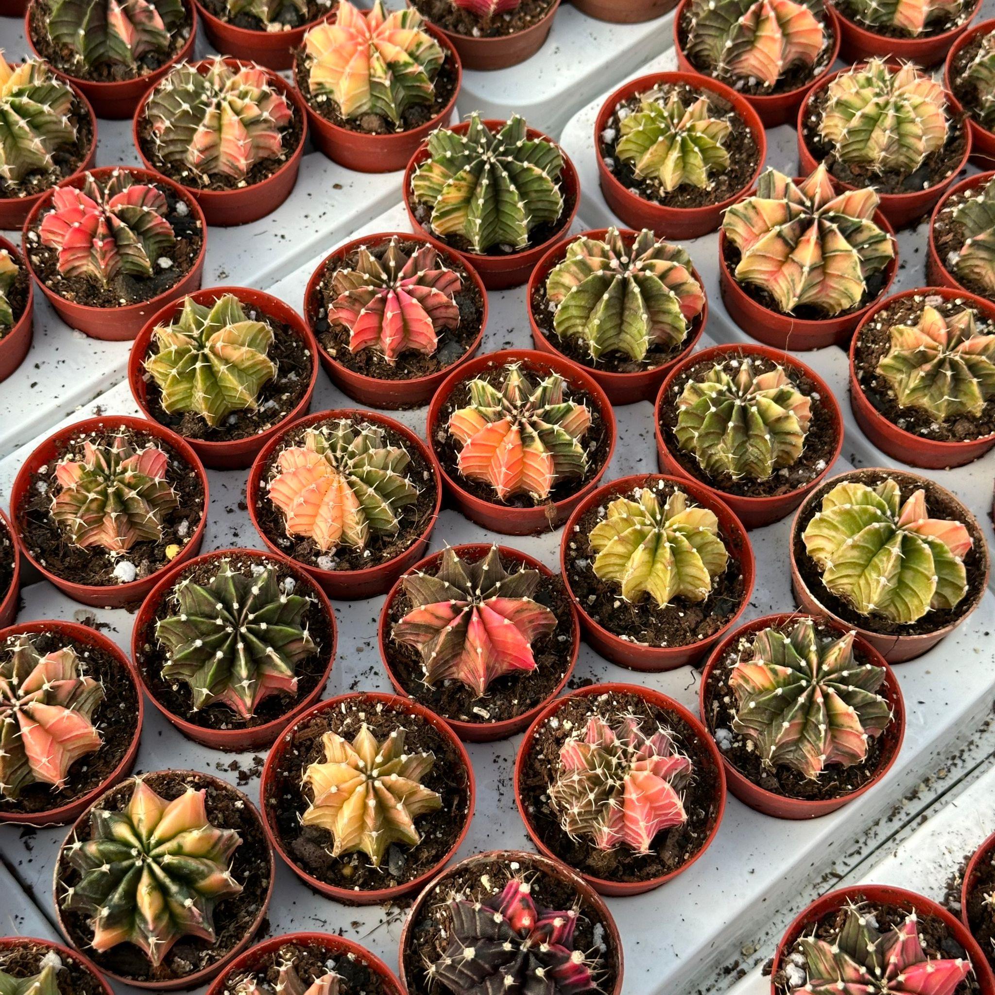 5.5 lik Saksıda Gymno Gymnocalycium M.variegata  Kaktüsü (Black Pearl)