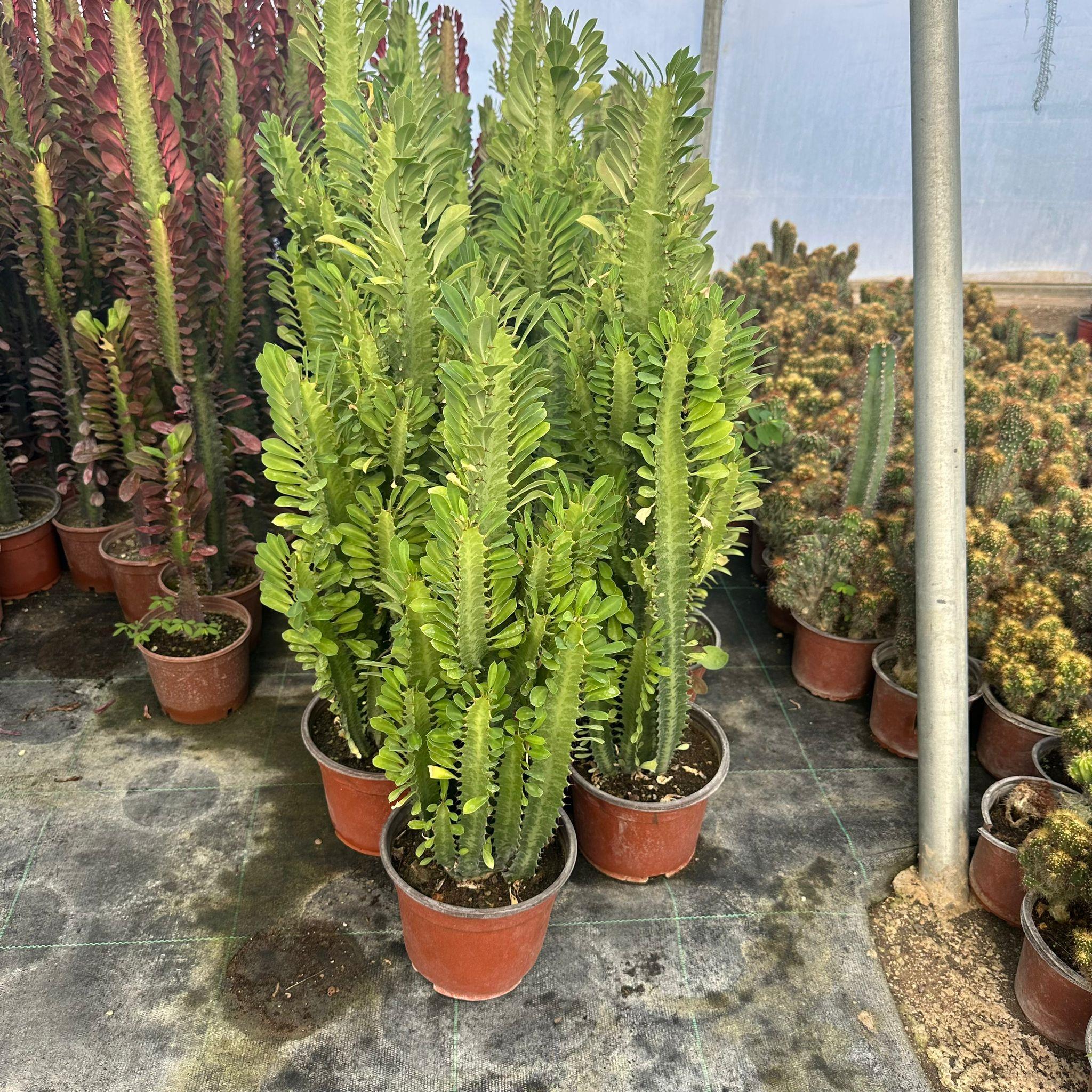 Bol Dallı Büyük Boy Euphorbia Trigona Green - Afrika Yeşil Süt Ağacı Kaktüsü