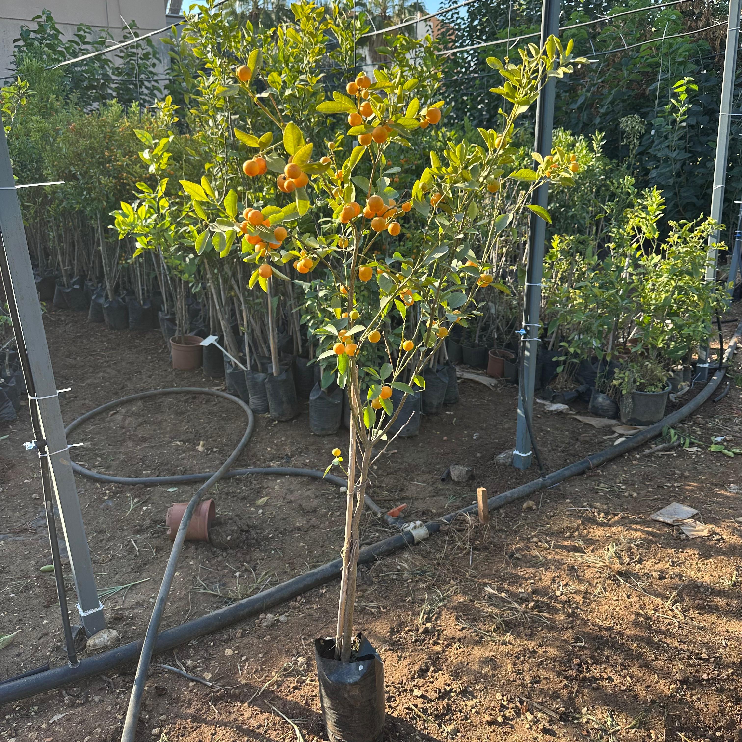 Bol Meyveli Mini Süs Mandalina (Yenilebilir) Fidanı, 130 Cm Üzeri Tüplü ve Aşılı