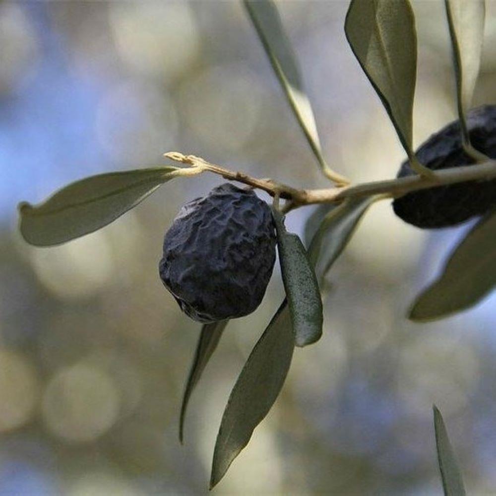 Kırmalık ve Yağlık Tüplü Karaburun (Hurma) Zeytini Fidanı