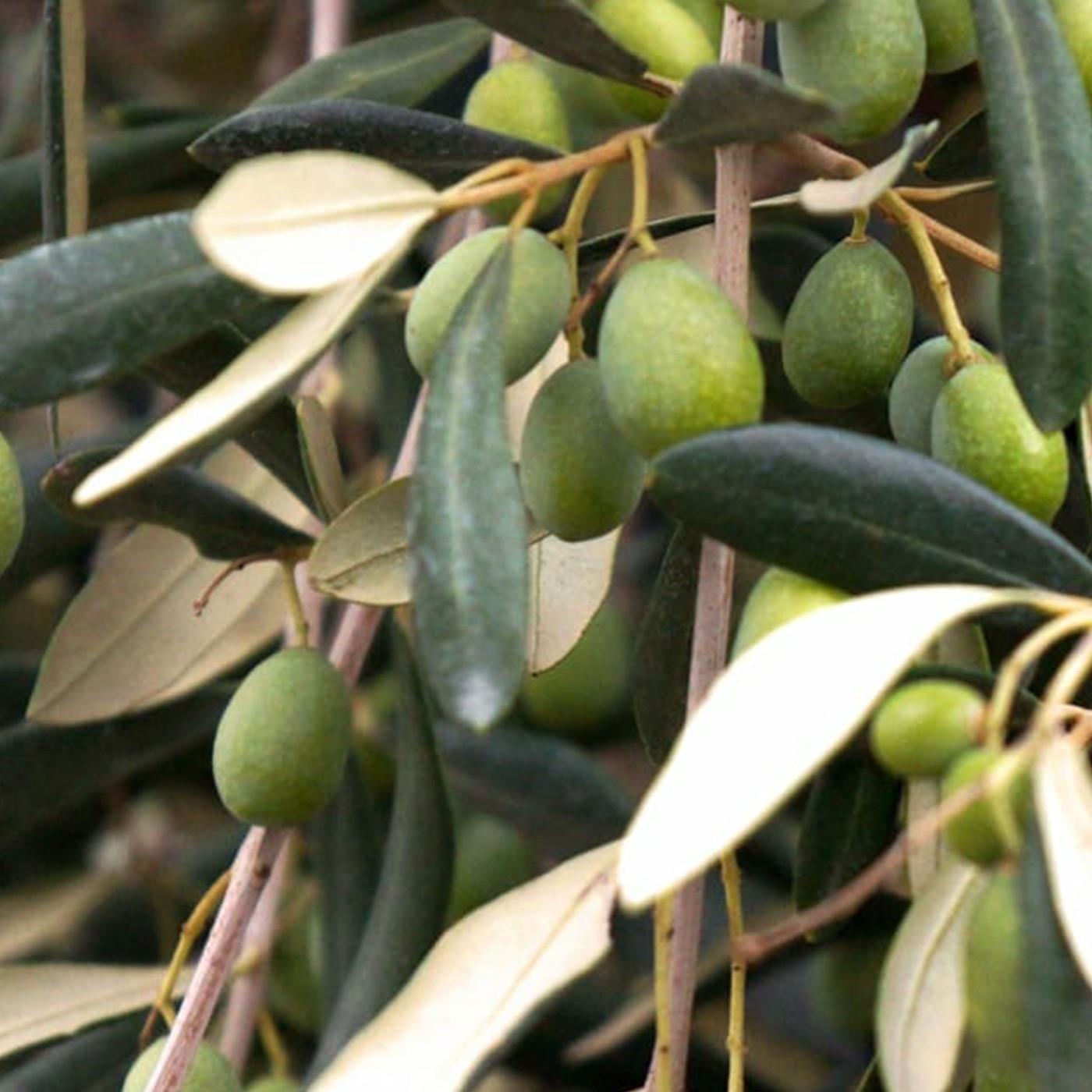 Tüm Bölgelere Uygun Yağlık ve Sofralık Tüplü Domat Çekirdekli Zeytin Fidanı