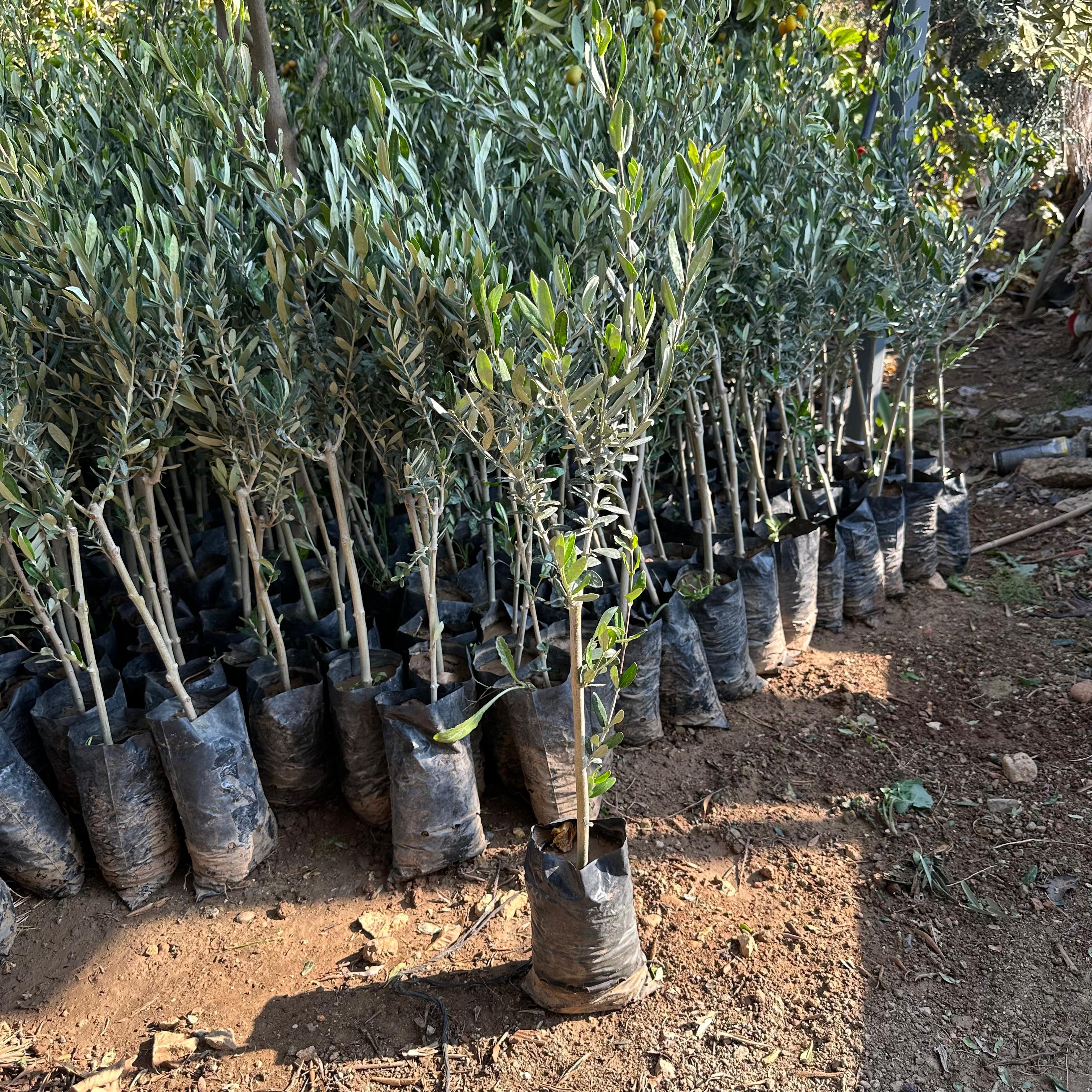 Sofralık ve Sıkımlık Tüplü Memeli Sivri Zeytin Fidanı